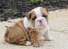 male-and-female-english-bulldog-puppies