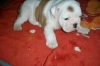 English-bulldog-puppies