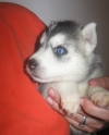 Blue-Eyes-Siberian-Husky-Puppies-for-Adoption
